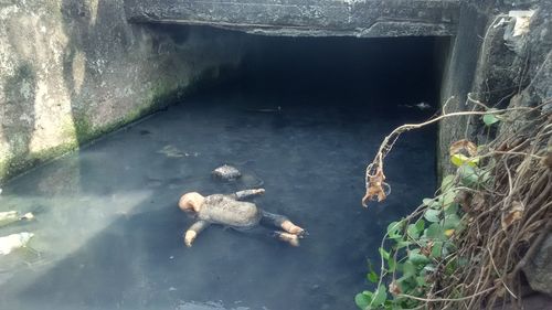 High angle view of turtle swimming in water