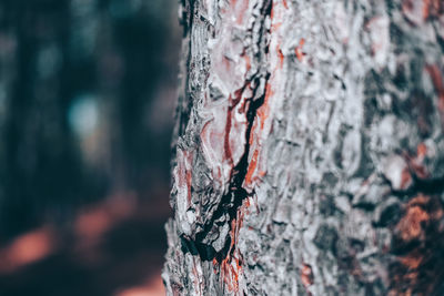 Close-up of tree trunk