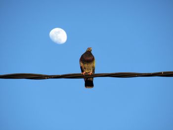 Low angle view of bird perching on cable against blue sky