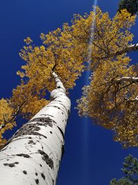 Low angle view of cherry tree against blue sky