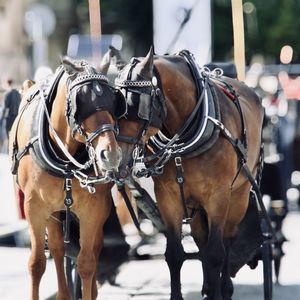 Horse cart on street