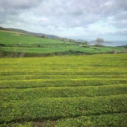 Scenic view of agricultural field against sky