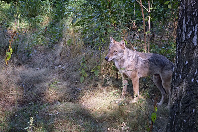 Cat standing on field in forest