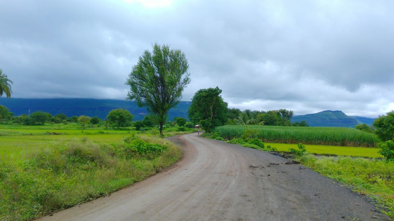 Road through fields