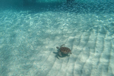 High angle view of turtle in sea