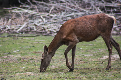 Deer grazing in a field