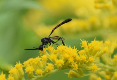 Close-up of butterfly pollinating on yellow flower