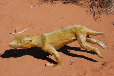 Lizard on sand