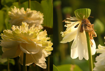 Close-up of white flowering plant