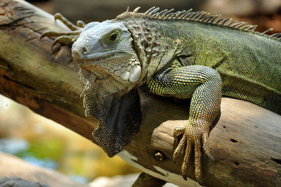 Close-up of a lizard