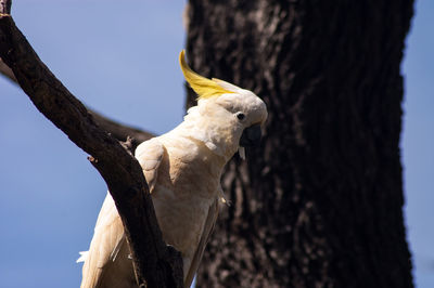 Low angle view of bird against sky