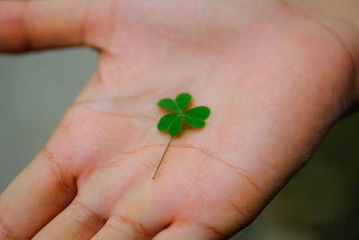 Close-up of hand holding clover