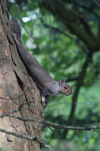 Squirrel on tree trunk