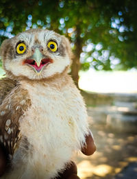 Close-up portrait of a owl