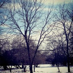 Bare trees on snow covered landscape