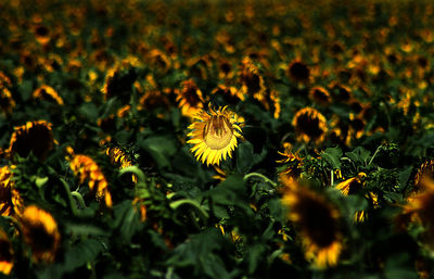 Close-up of yellow flowers