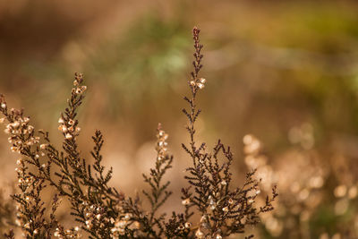 Close-up of flowering plants on field