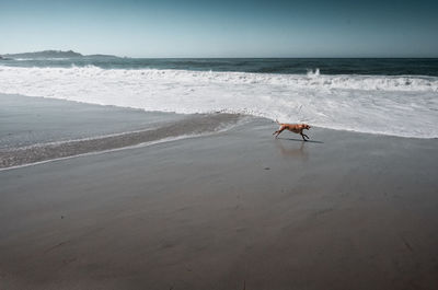 Scenic view of sea with dog running at beach against sky