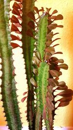 Close-up of cactus plant