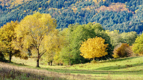 Autumn trees in forest