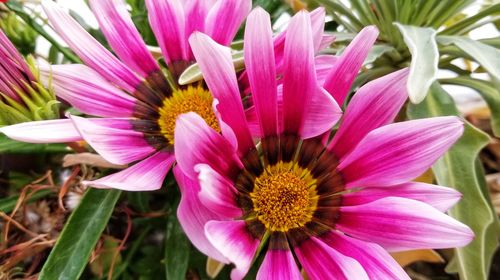 Close-up of pink flower