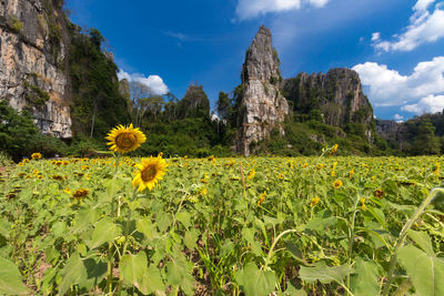 Scenic view of sunflower field against cloudy sky