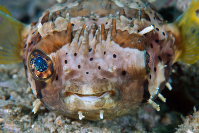 Close-up of fish swimming in sea