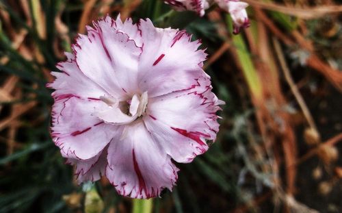 Close-up of pink flowers