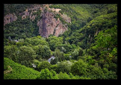 Trees and plants growing on land