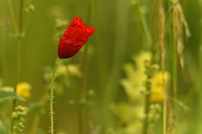 Close-up of red poppy flower