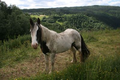 Horse standing in a field