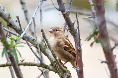 Close-up of bird perching on branch