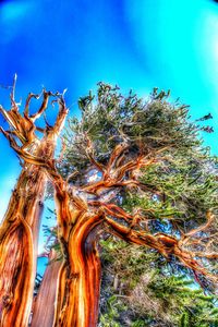 Low angle view of trees against blue sky