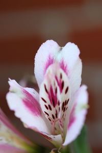 Close-up of pink flower