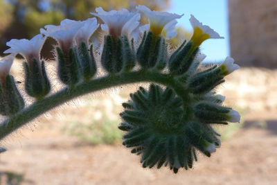 Close-up of cactus flowers