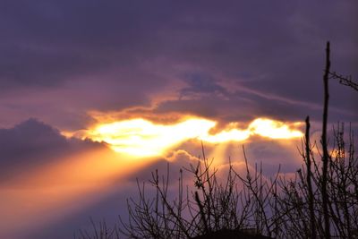 Silhouette plants against dramatic sky during sunset