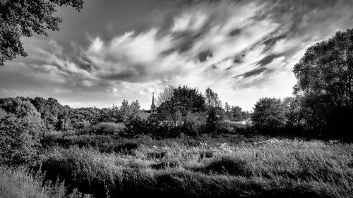 Trees on field against sky