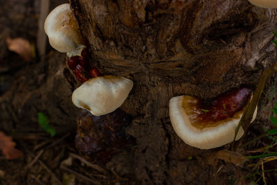 Close-up of mushroom growing on field