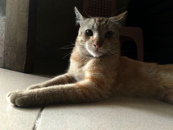 Close-up portrait of a cat looking away