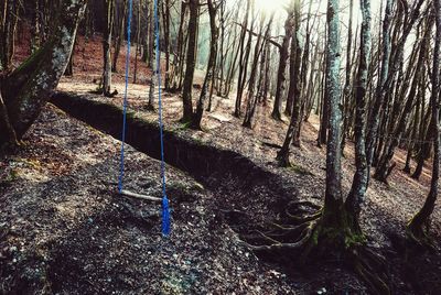 Trees in forest