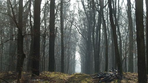 Low angle view of trees in forest