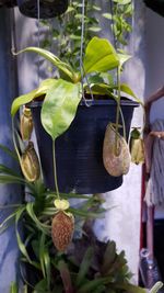 Close-up of potted plant hanging in pot