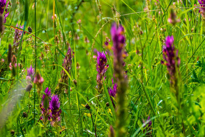 Close-up of purple flowering plants on field