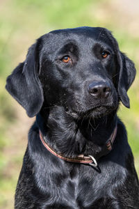 Close up of a cute black labrador puppy sitting