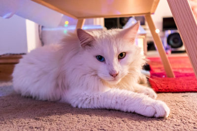 Close-up portrait of white dog relaxing on carpet