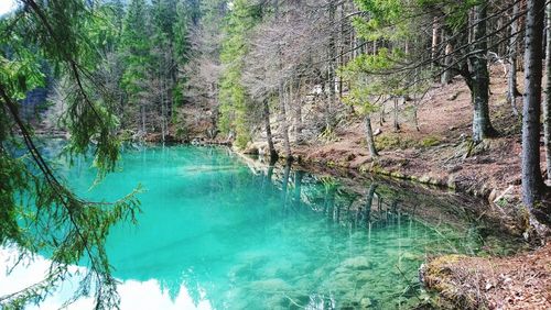 Scenic view of lake amidst trees in forest