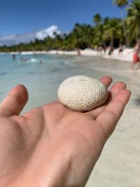 Close-up of hand holding shell on beach