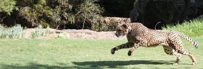 Tiger on field