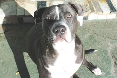 Close-up portrait of dog