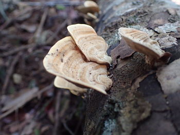 Close-up of mushrooms growing on field